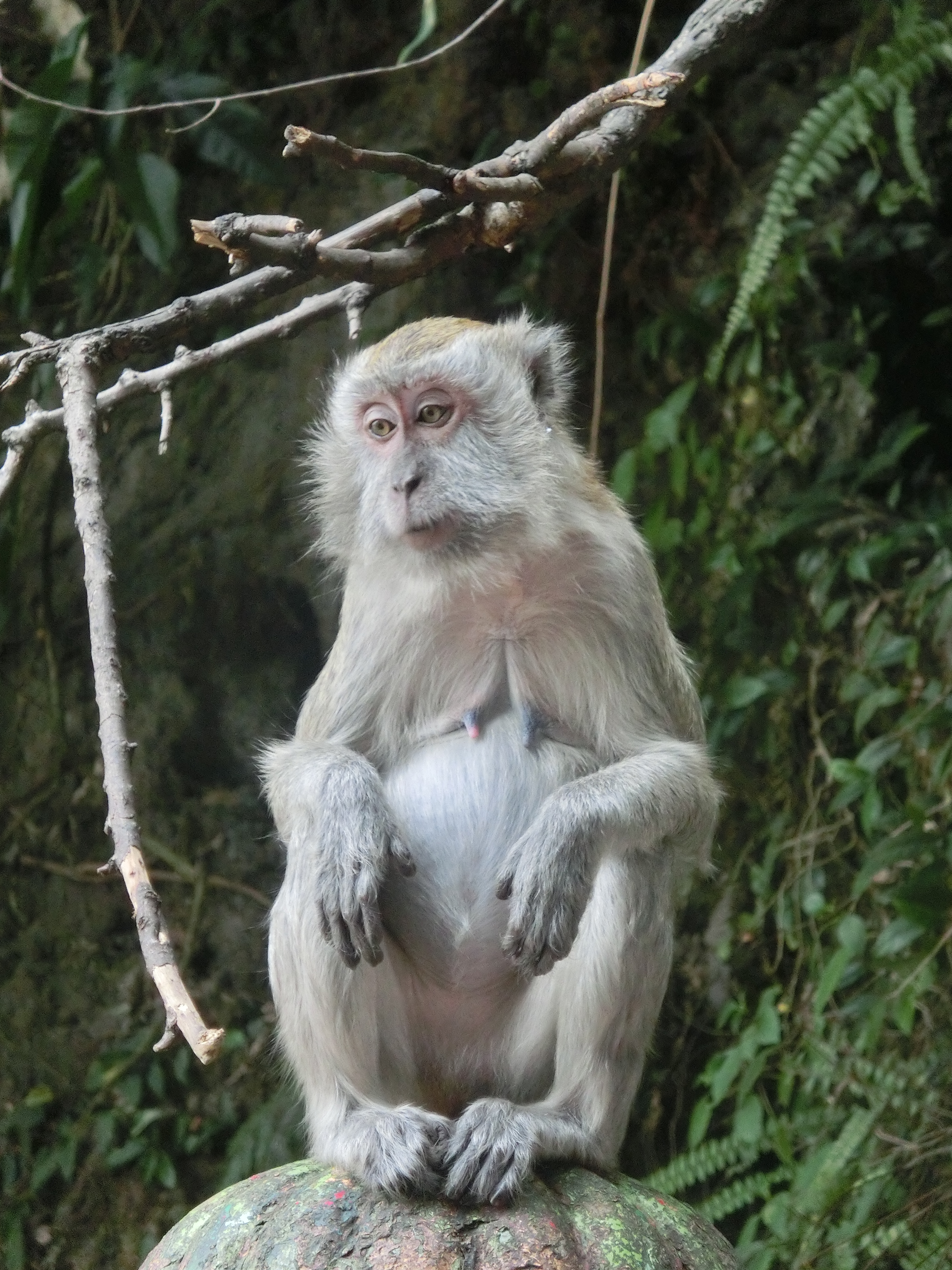 Affen an den Batu Caves, Malaysia
