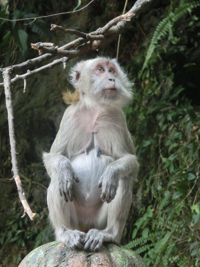 Affen an den Batu Caves, Malaysia
