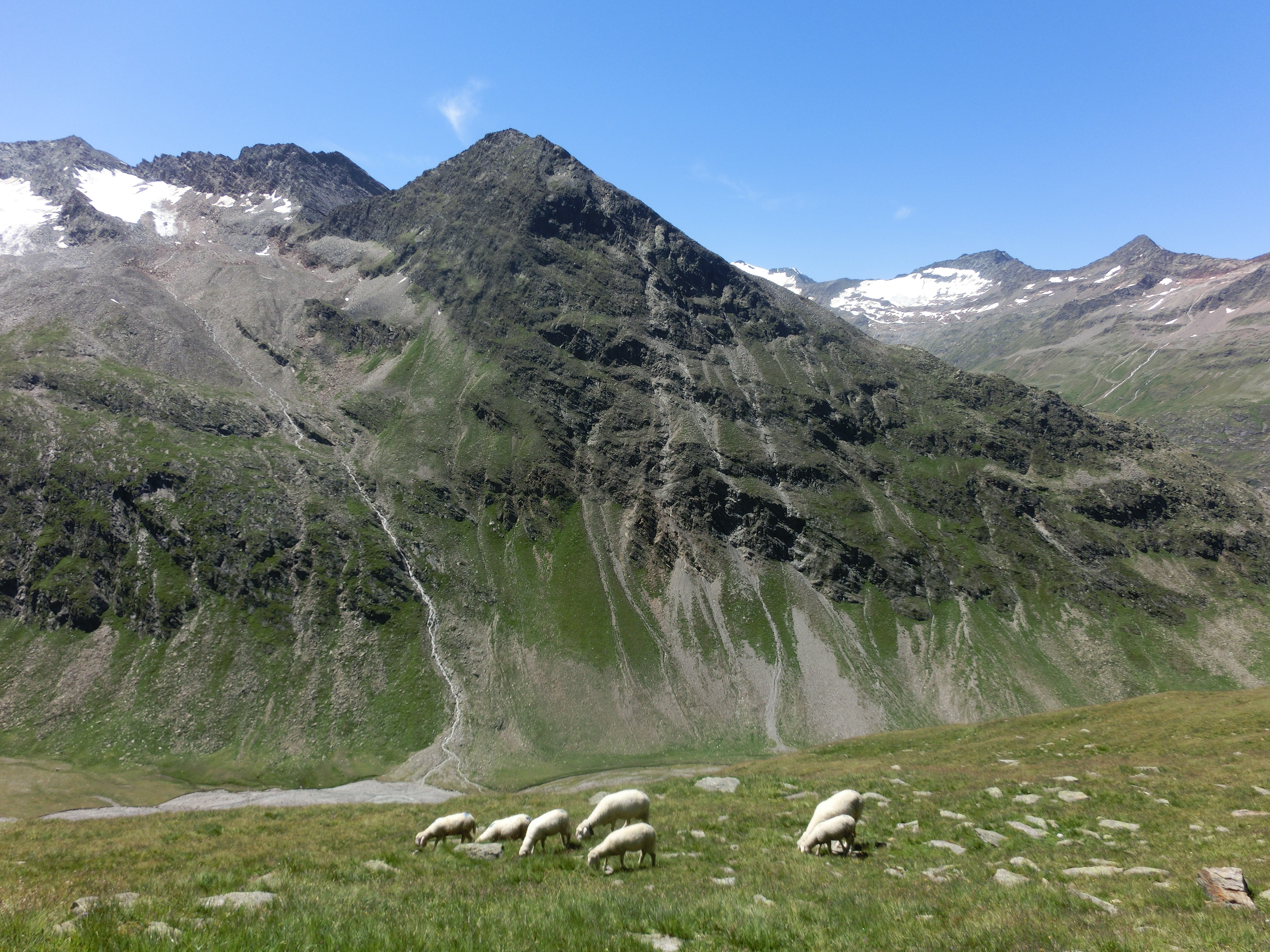 Schafe in den Bergen auf dem Weg zur Hohe Mut Alm