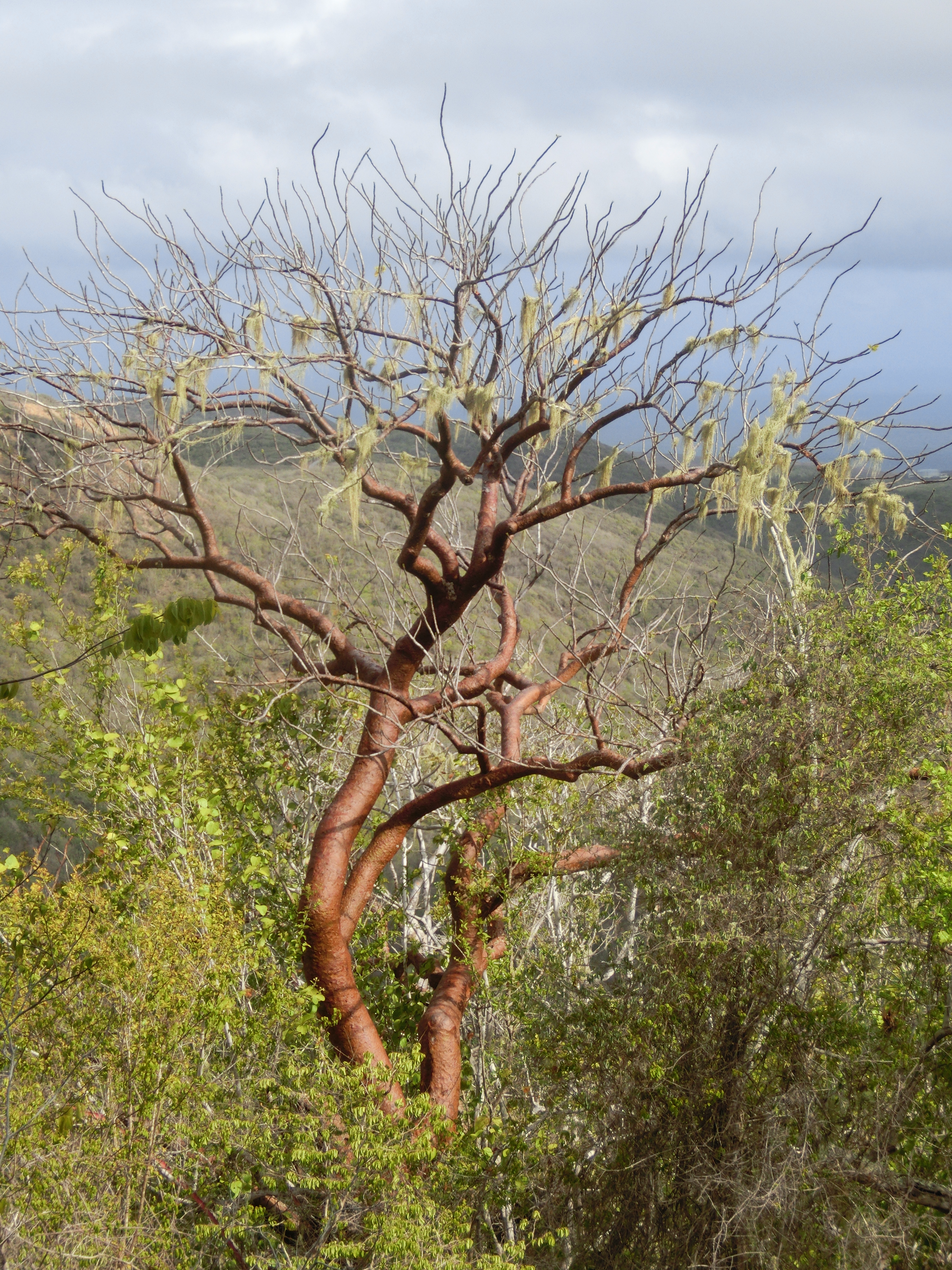 Baum auf dem Christoffel Mountain Trail