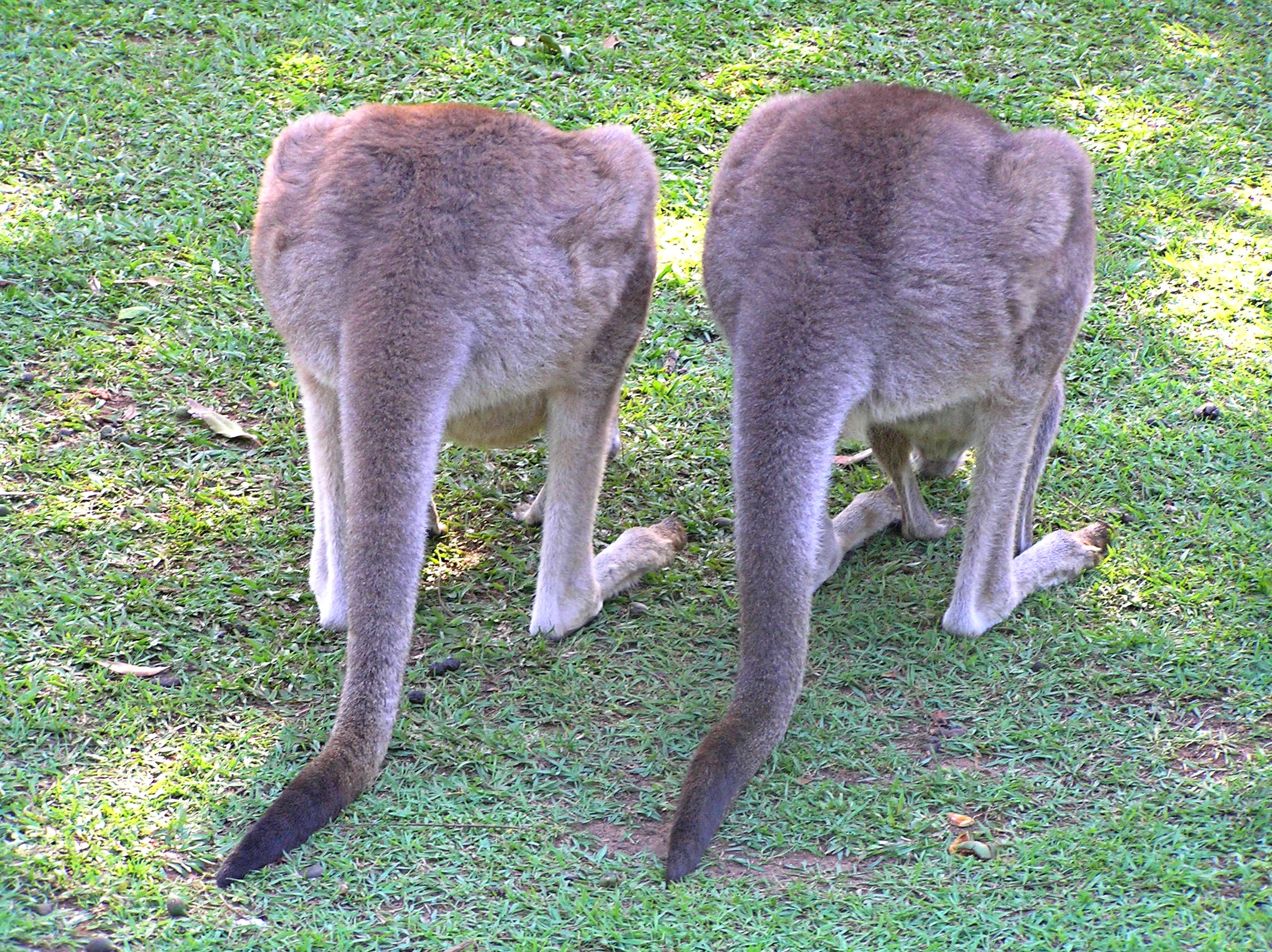 Känguru Australia Zoo