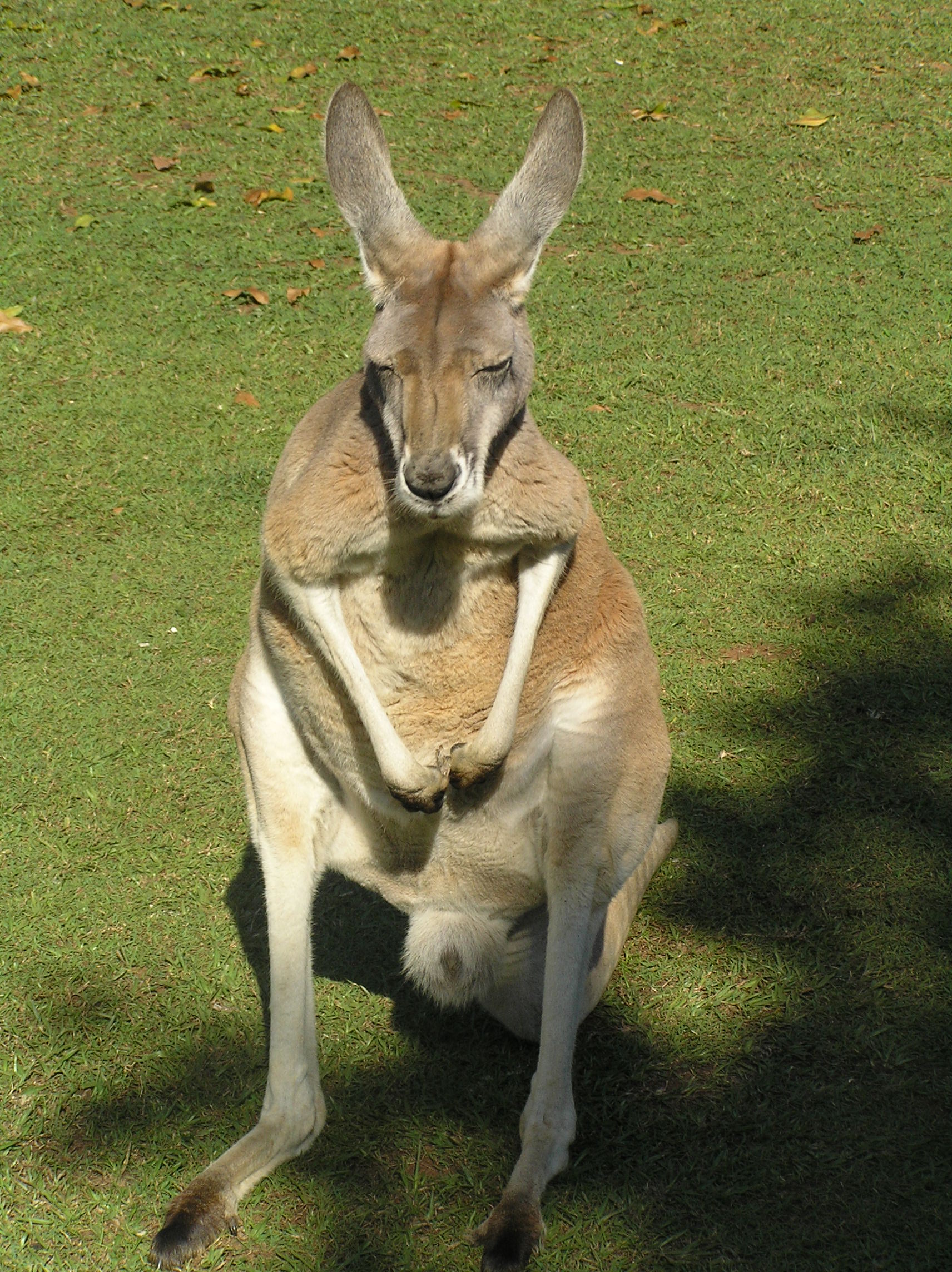 Känguru Australia Zoo