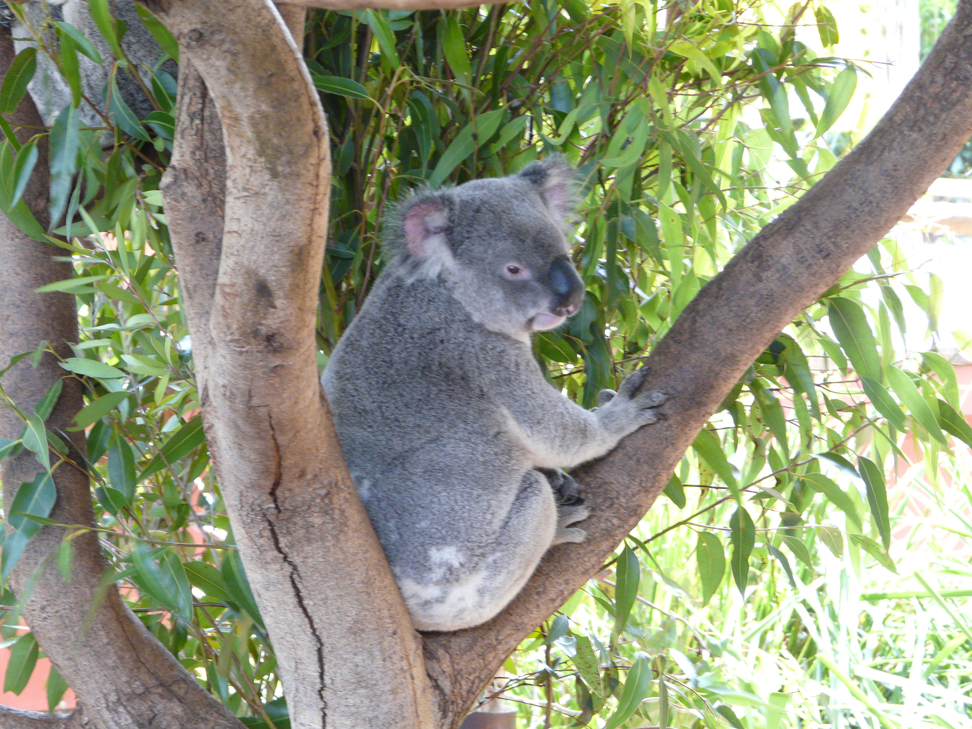 Koala Australia Zoo
