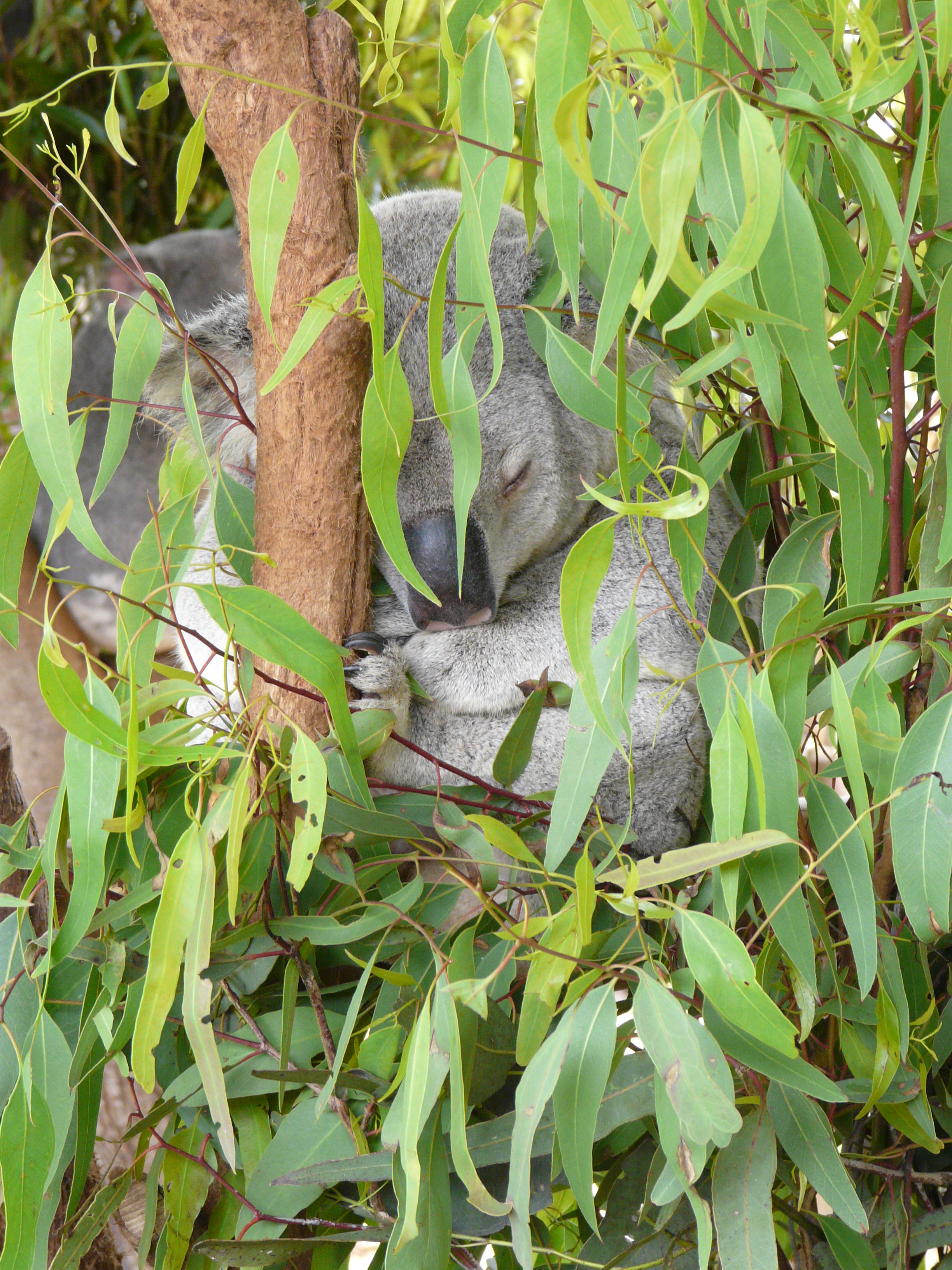 Koala Australia Zoo