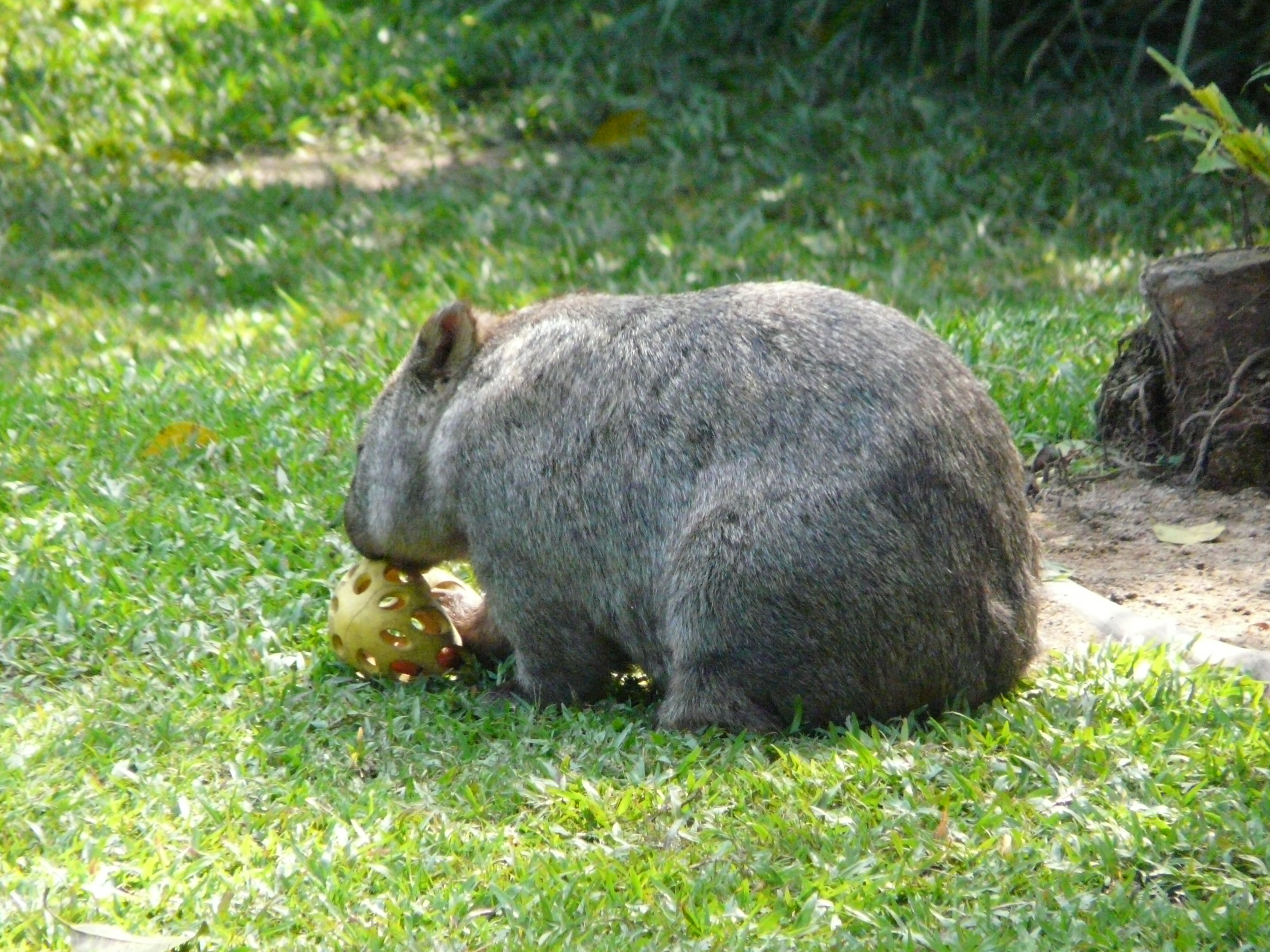 Wombat Australia Zoo
