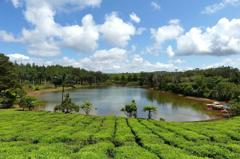 Teeplantage Bois Cheri