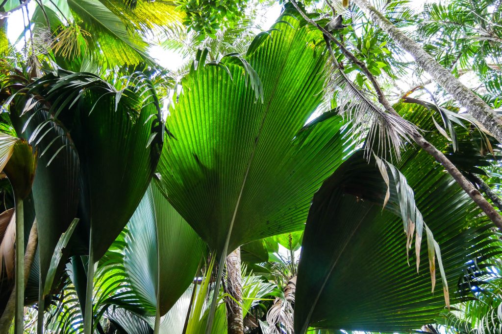 Palmblätter im Nationalpark Vallée de Mai, Praslin