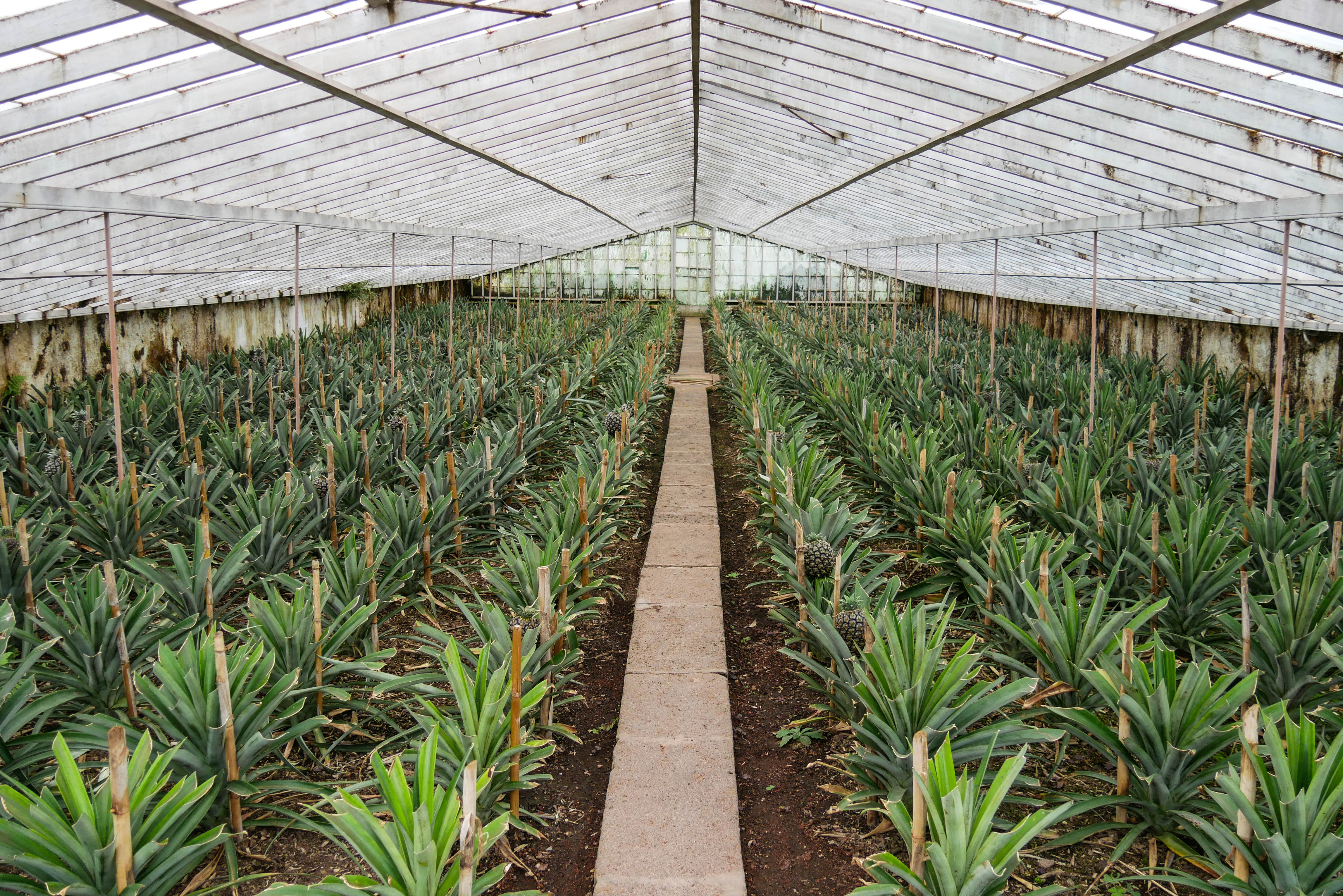 Ananasplantage Arruda Pineapple Plantation