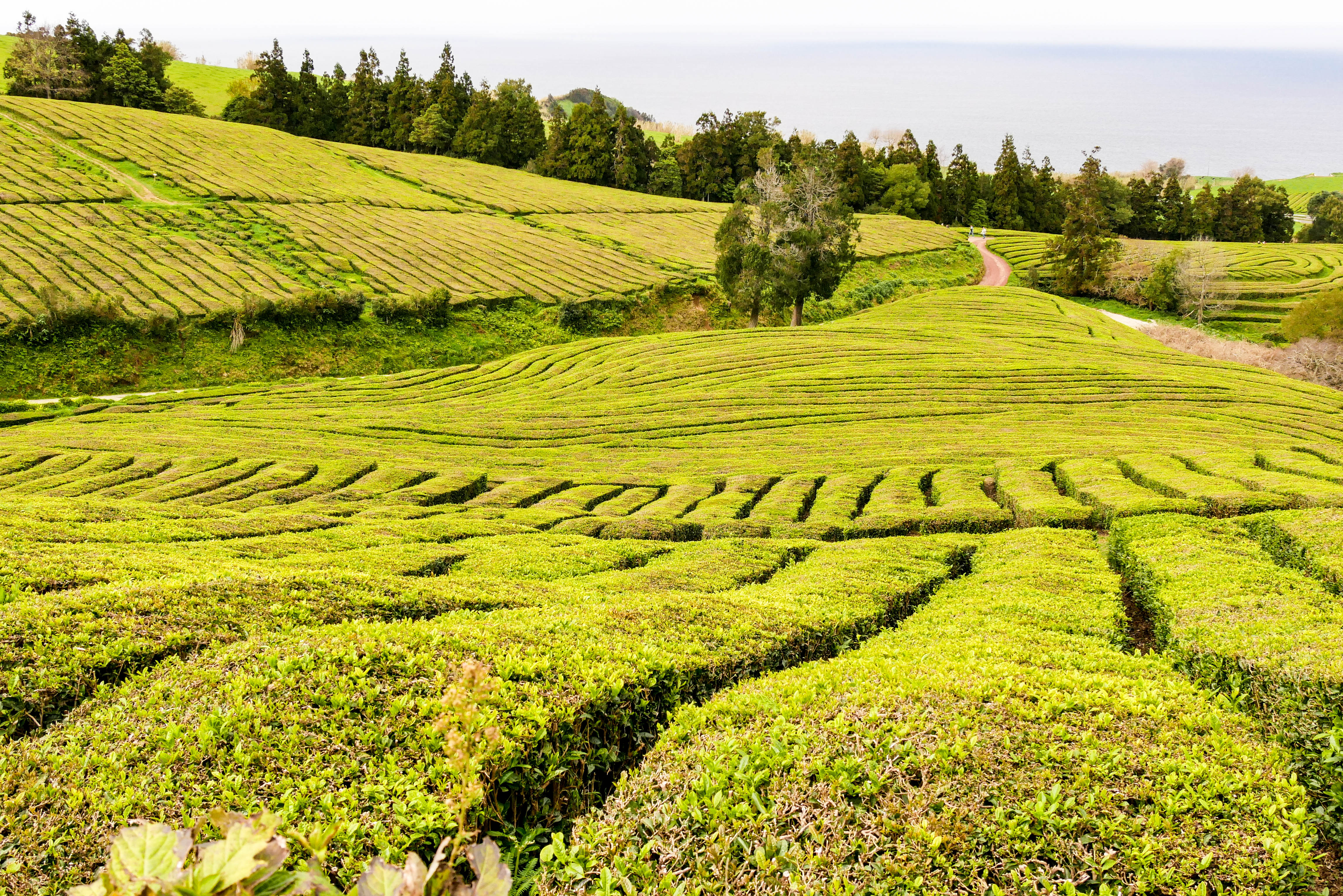 Teefelder auf Sao Miguel