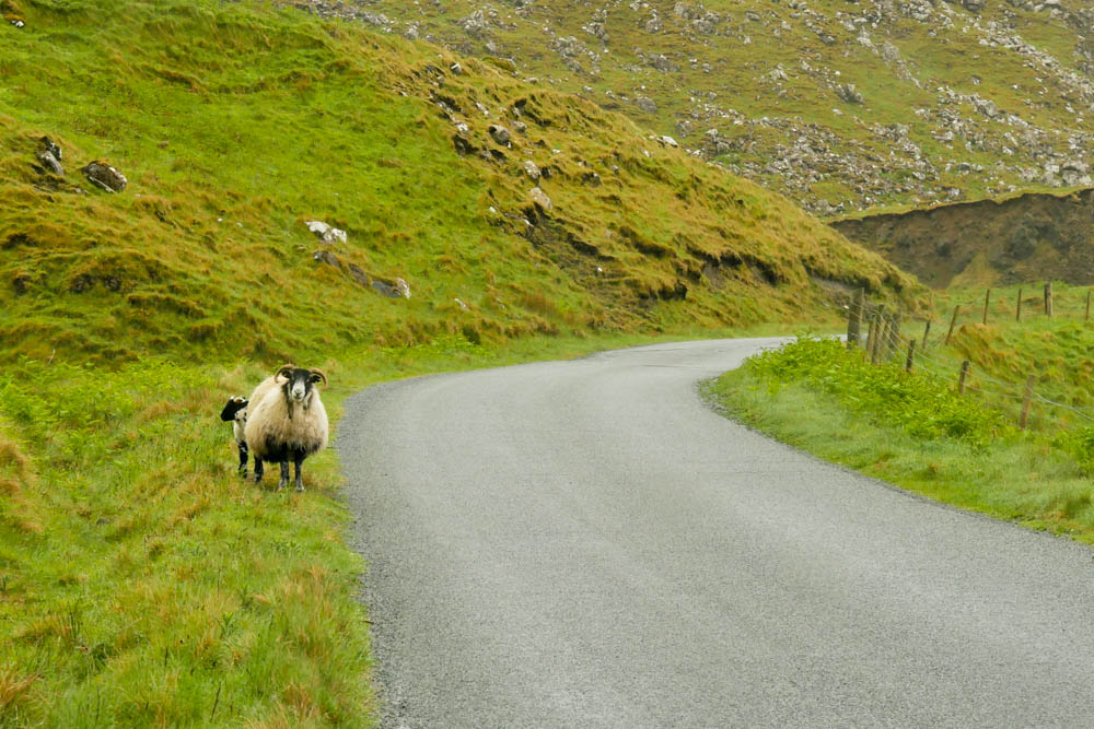 Schafe, Isle of Skye